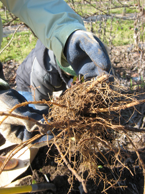 Herbally Fresh - Herb Articles