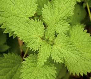 Herbally Fresh - Herb Articles