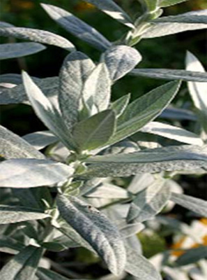 Herbally Fresh - Herb Articles