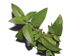 Herbally Fresh - Herb Articles