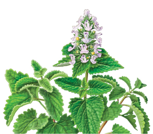 Herbally Fresh - Herb Articles