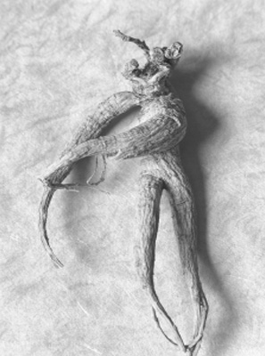 Herbally Fresh - Herb Articles