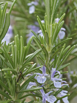 Herbally Fresh - Herb Articles