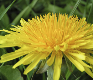 Herbally Fresh - Herb Articles