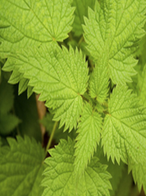 Herbally Fresh - Herb Articles