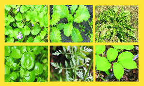 Herbally Fresh - Herb Articles