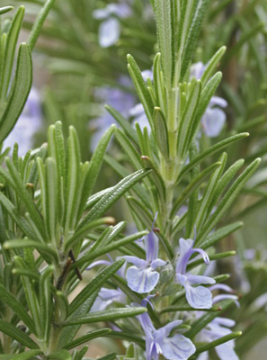 Herbally Fresh - Herb Articles