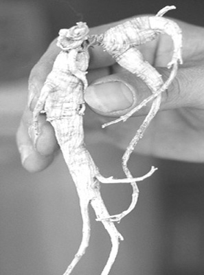 Herbally Fresh - Herb Articles