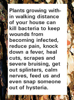 Herbally Fresh - Herb Articles