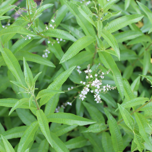 Herbally Fresh - Herb Articles